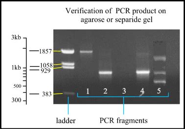 how to read pcr gel